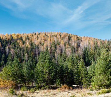 Renkli ormanında sonbahar Karpat Dağları (Guta, Ivano-Frankivsk oblast, Ukraine).