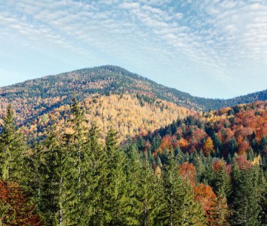 Autumn Carpathian Mountains landscape (Stara Guta, Ivano-Frankivsk oblast, Ukraine). clipart