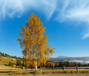 Kırsal yol ve sabah sis sonbahar üzerinde yakın altın huş ağacı tesisi Karpat Dağları (Yablunytsia Köyü, Ivano-Frankivsk oblast, Ukraine).