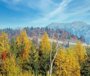 Morning autumn slopes (with colorful trees) of Carpathians (Yablunytskyj Pass, Ivano-Frankivsk oblast, Ukraine). View on Gorgany mountain range. clipart