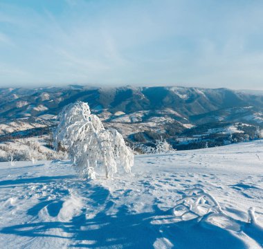 Dağ manzarası güzel süs ağaçları ve snowdrifts yamaç (Karpat Dağları, Ukrayna ile sabah kış sakin)