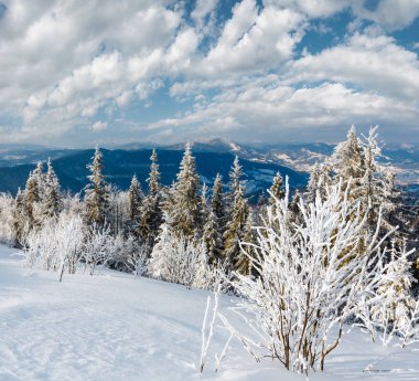 Kış sakin dağ manzarası güzel süs ağaçları ve snowdrifts yamaç (Karpat Dağları, Ukrayna)