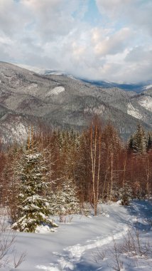 Güzel kış sabahı dağ manzaralı genç köknar ayak izi ile dağ yolundan huş ağacı orman. Skupova dağın yamacında, Ukrayna, görüntülemek Chornohora çıkıntı ve Pip Ivan dağın tepesinde, Karpat.