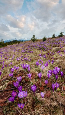 Colorful blooming purple violet Crocus heuffelianus (Crocus vernus) alpine flowers on spring Carpathian mountain plateau valley, Ukraine, Europe. Beautiful conceptual spring or early summer landscape. clipart