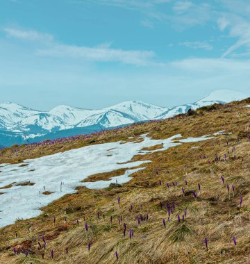 Blooming closed purple violet Crocus heuffelianus (Crocus vernus) flowers on spring early morning Carpathian mountain valley, Ukraine, Europe. Beautiful conceptual spring or early summer landscape. clipart