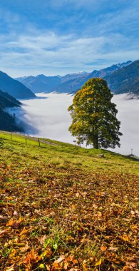 Güneşli, huzurlu, sonbahar dağları manzarası. Huzurlu, sisli bir sabah Alps dağı ve Dorfgastein 'den Paarseen göllerine, Land Salzburg, Avusturya' ya yürüyüş yolundan büyük yalnız ağaç manzarası..