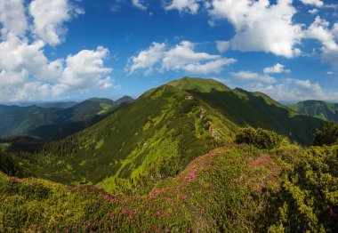 Yaz dağı yamacında pembe güller açan orman çiçekleri. Marmaros Pip Ivan Dağı, Karpatyalı, Ukrayna.