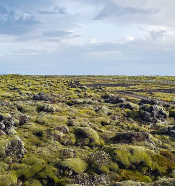 İzlanda 'daki Fjadrargljufur Kanyonu yakınlarındaki yeşil sonbahar lav tarlaları. Volkanik lav taşlarında yeşil yosun. Laki volkanı patlamasından sonra eşsiz lav alanları büyüyor..