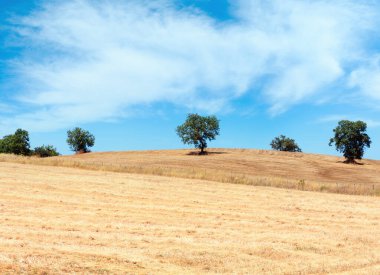 Buğday alan ve zeytin ağacı, İtalya ile yaz kırsal güzel manzara.