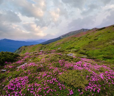 Yaz mevsimi yamacında pembe gül rhododendron çiçekleri (önde) ve arkasında Pip Ivan Dağı zirvesi. Carpathian, Chornohora, Ukrayna.