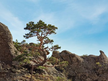 Gökyüzü arka plan (Demerdzhi Mount, Kırım, Ukrayna) üzerinde kayalar üzerinde kozalaklı ağaç )