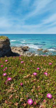 Pembe çiçekler (İspanya ile yaz çiçek açması Atlantik kıyı şeridi manzara).