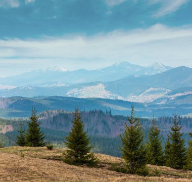 Kirli yol yol ve köknar ağaçları bulutlu havalarda hiking ile erken bahar dağ tepe. Ukrayna, Karpatlar.