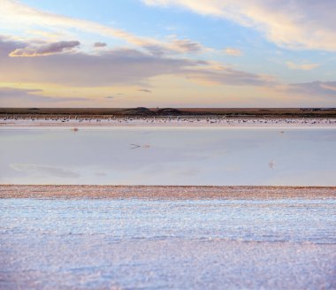 Gün batımında martı kuşları Genichesk pembesi son derece tuzlu göl (kristal tuz depozitolarıyla mikro algler tarafından renklendirilmiş), Ukrayna.