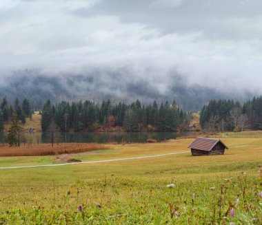 Geroldee ya da Wagenbruchsee, Bavyera, Almanya yakınlarındaki çayır üzerinde sonbahar çiçeği mor pembe çiçekleri (colchicum autumnale). Sonbahar bulutlu, sisli ve çiselemeli bir gün.