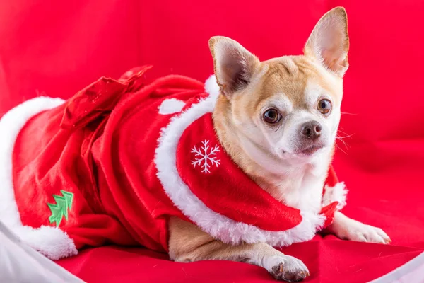 Kırmızı Arka Planda Noel Elbisesi Giyen Geyik Başlı Bir Chihuahua — Stok fotoğraf