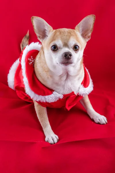 鹿の頭Chihuahuaのスタジオショット赤い背景にクリスマスのドレスを着て — ストック写真