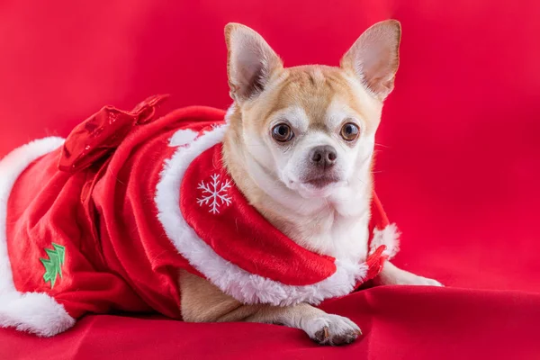 Kırmızı Arka Planda Noel Elbisesi Giyen Geyik Başlı Bir Chihuahua — Stok fotoğraf