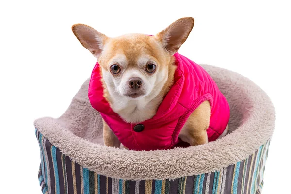Kısa Saçlı Bir Chihuahua Nın Beyaz Arka Planda Izole Edilmiş — Stok fotoğraf