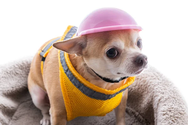 Küçük Geyik Başlı Chihuahua Pembe Bir Şapka Yüksek Görüş Mesafesi — Stok fotoğraf