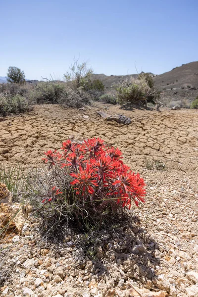Castilleja Paintbrush Blooming Arid Nevada Desert Early Spring — Stock Photo, Image