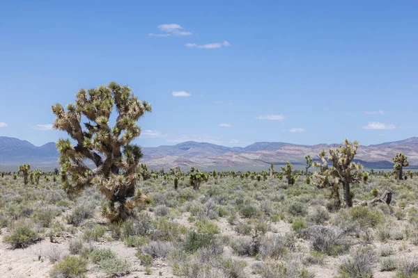 Paesaggio Mezza Giornata Con Grandi Alberi Joshua Nel Deserto Del — Foto Stock