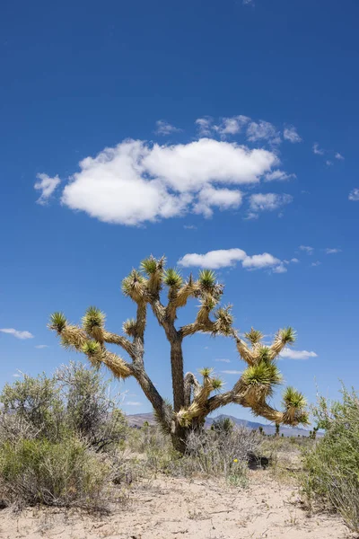 Mid Day Landscape Large Joshua Trees Nevada Desert Blue Skies — Stock Photo, Image