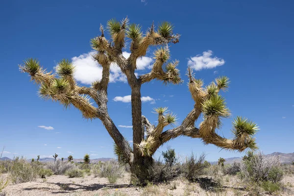 Mid Day Landscape Large Joshua Trees Nevada Desert Blue Skies — Stock Photo, Image