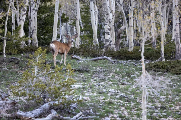 White Tail Male Deer Velvet Birch Forest Background Staring Camera — Stock Photo, Image