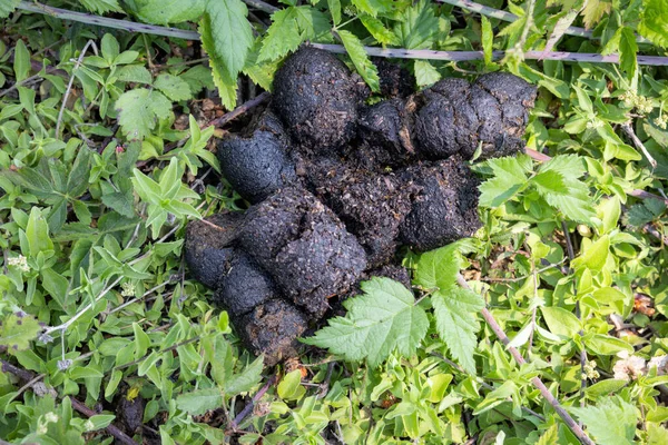 Ormandaki bir böğürtlen tarlasında bulunan büyük ayı dışkısı yığını.