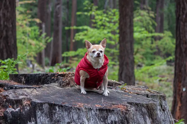 Retrato Chihuahua Usando Casaco Vermelho Floresta — Fotografia de Stock