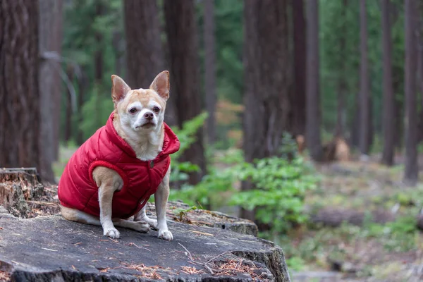 Retrato Chihuahua Usando Casaco Vermelho Floresta — Fotografia de Stock