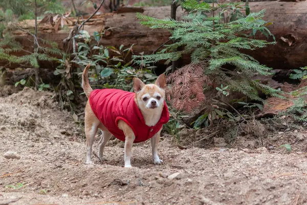 Portrait Chihuahua Wearing Red Coat Forest — Stock Photo, Image