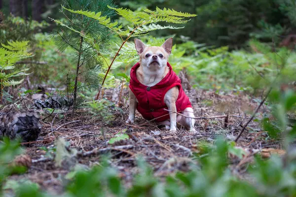 Retrato Chihuahua Con Abrigo Rojo Bosque — Foto de Stock