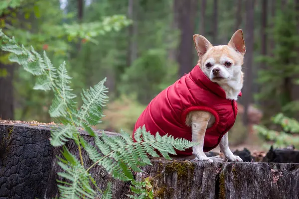 森で赤いコートを着たチワの肖像画 — ストック写真