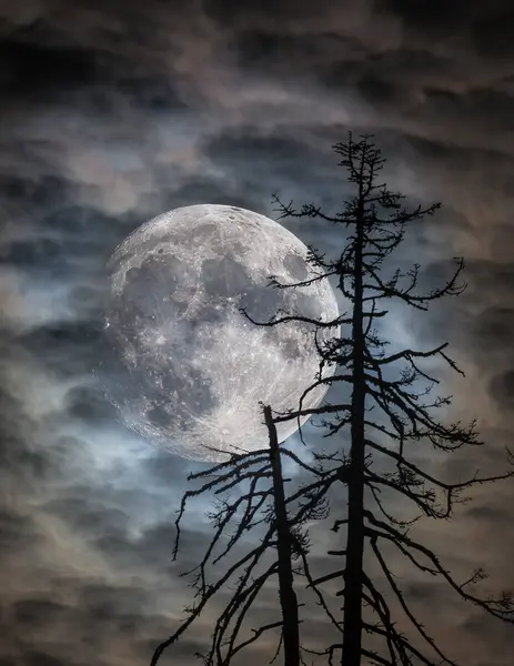 Detailní Záběr Sklizňového Superměsíce Mraky Mrtvým Stromem — Stock fotografie