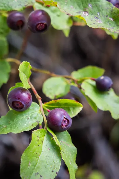 Zbliżenie Świeżych Jagód Huckleberry Krzaku Naturalne Otoczenie Lasu — Zdjęcie stockowe
