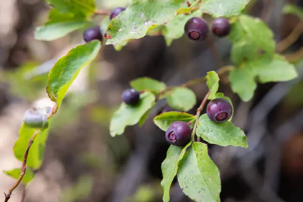 부시에 신선한 Huckleberries의 클로즈업 자연의 — 스톡 사진