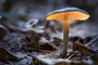 Ormandaki vahşi bir mantara yaklaş. Karanlık ortamda solungaçları parlıyor.