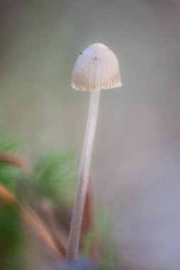 Boulbous kaput mantarı, Mycena stili...