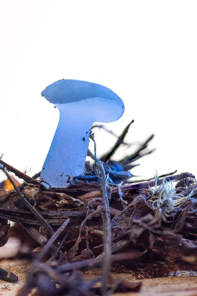 Forest Tounge Cats Toung Mushroom Blue Light White Background — Stock Photo, Image