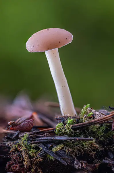 Close Tall Woody Mushroom Button Top Growing Pine Needles — Stock Photo, Image