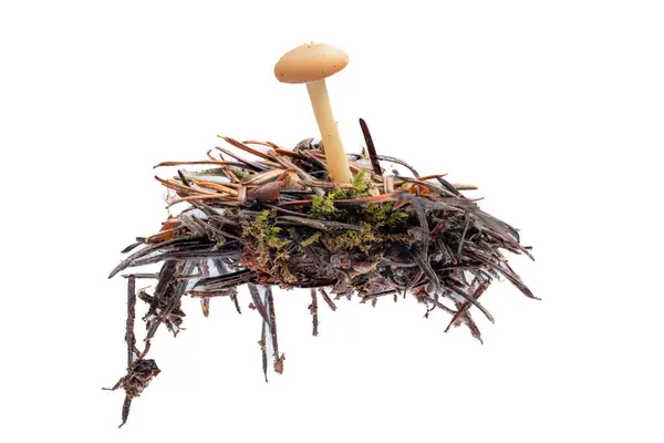 Close Tall Woody Mushroom Button Top Growing Pine Needles Isolated — Stock Photo, Image