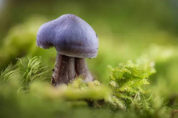 Close Very Small Blue Mushroom Known Wood Blewit Growing Green — Stock Photo, Image