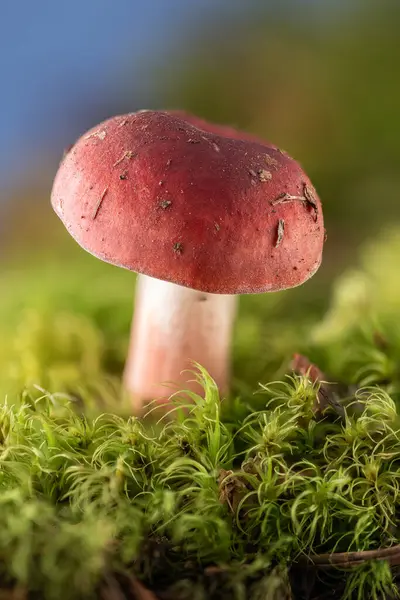Close Red Russula Mushroom Growing Dirt Isolated Green Moss — Stock Photo, Image