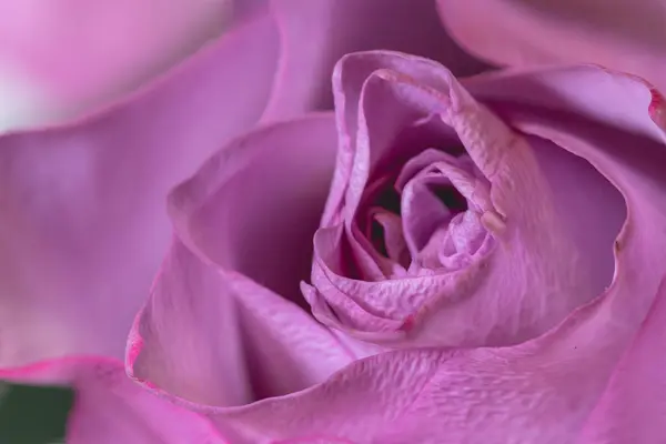 Rosafarbene Rosenknospe Aus Nächster Nähe Mit Weichen Zarten Und Strukturierten — Stockfoto