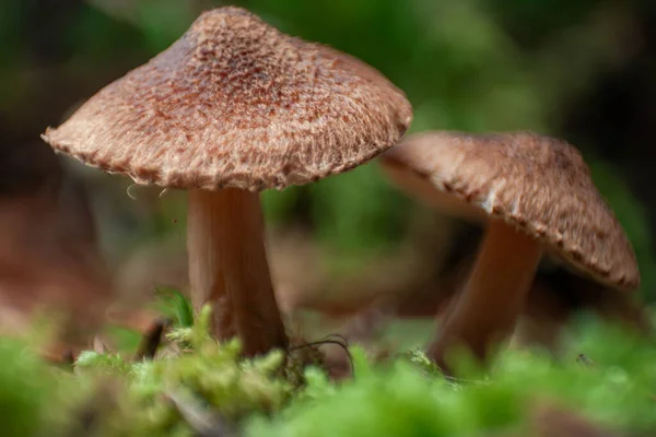 Close Very Small Brown Wild Mushroom Goring Green Moss Int — Stock Photo, Image