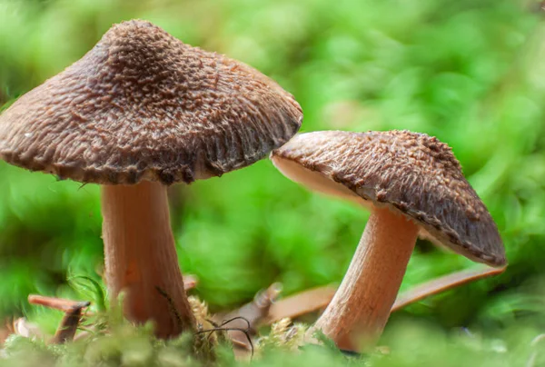 Close Very Small Brown Wild Mushroom Goring Green Moss Int — Stock Photo, Image