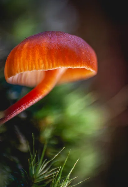 Macro Small Mycena Acicula Orange Bonnet Mushroom Forest — Stock Photo, Image