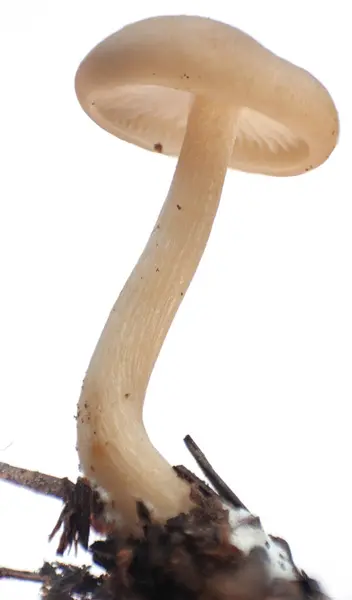 Close Armillaria Mushroom Isolated White Background Growing Pine Needles — Stock Photo, Image